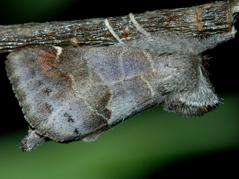 Bild Nr.08699 zum Vergrößern klicken Bild Nr.08699