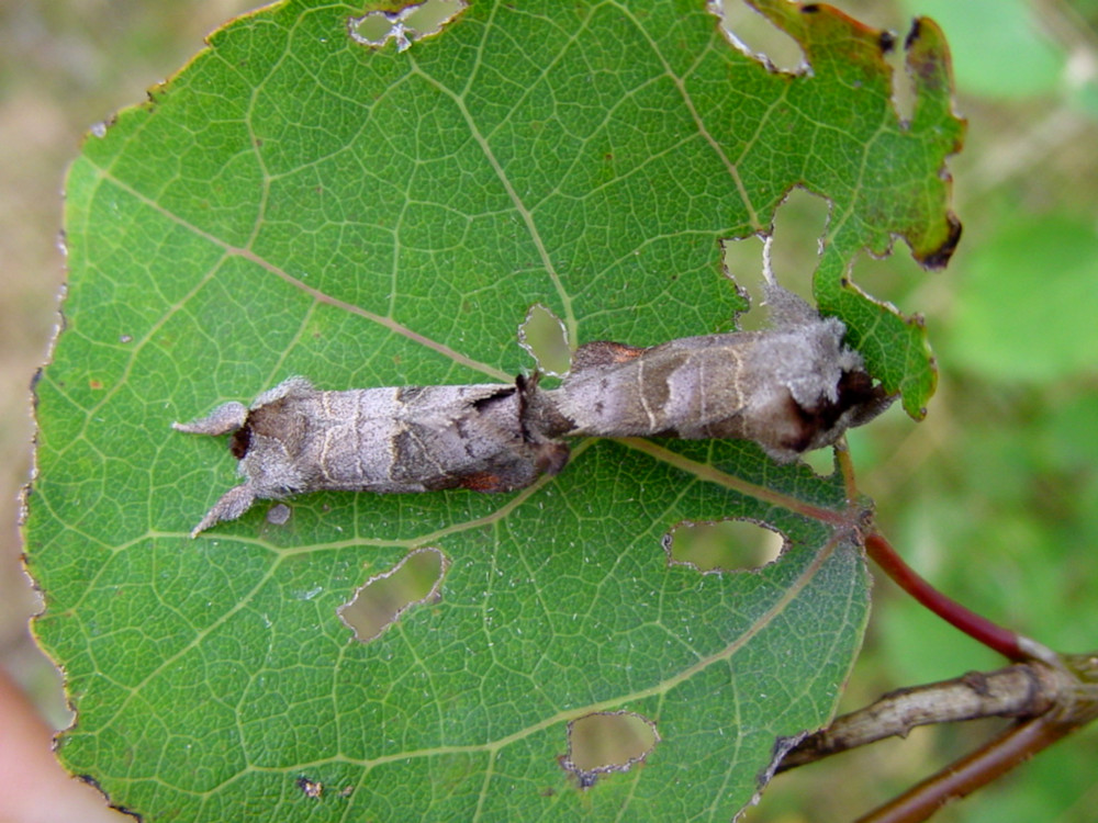 Bild Nr.08699 zum Vergrößern klicken Bild Nr.08699