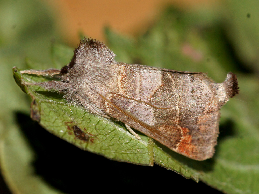 Bild Nr.08699 zum Vergrößern klicken Bild Nr.08699