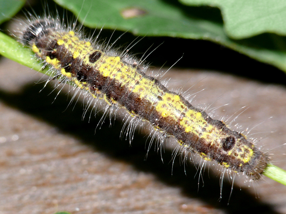 Bild Nr.08699 zum Vergrößern klicken Bild Nr.08699