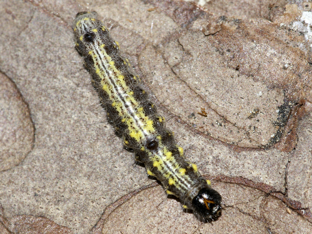 Bild Nr.08699 zum Vergrößern klicken Bild Nr.08699