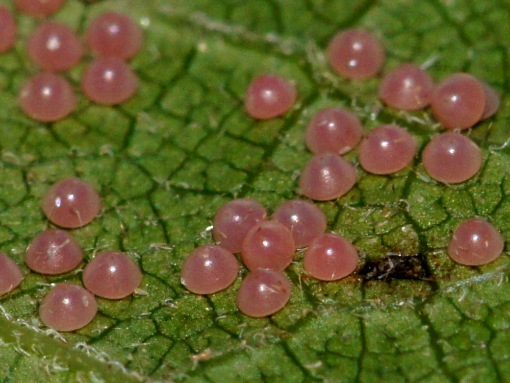 Bild Nr.08699 zum Vergrößern klicken Bild Nr.08699