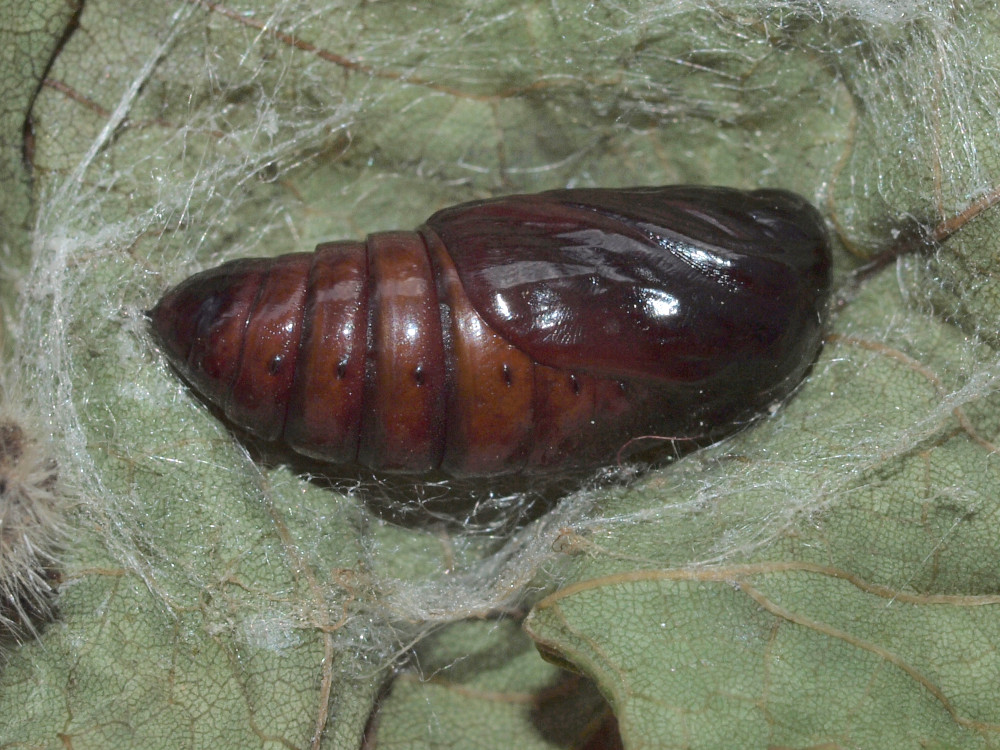 Bild Nr.08699 zum Vergrößern klicken Bild Nr.08699