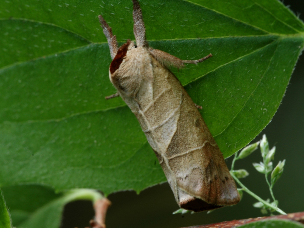 Bild Nr.08701 zum Vergrößern klicken Bild Nr.08701