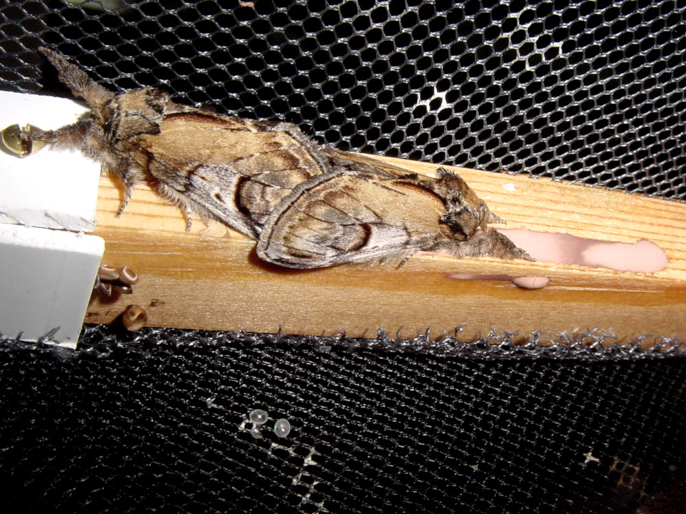 Bild Nr.08719 zum Vergrößern klicken Bild Nr.08719