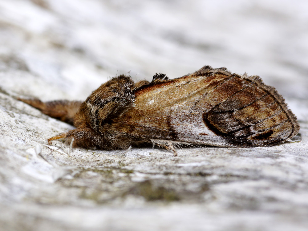 Bild Nr.08719 zum Vergrößern klicken Bild Nr.08719