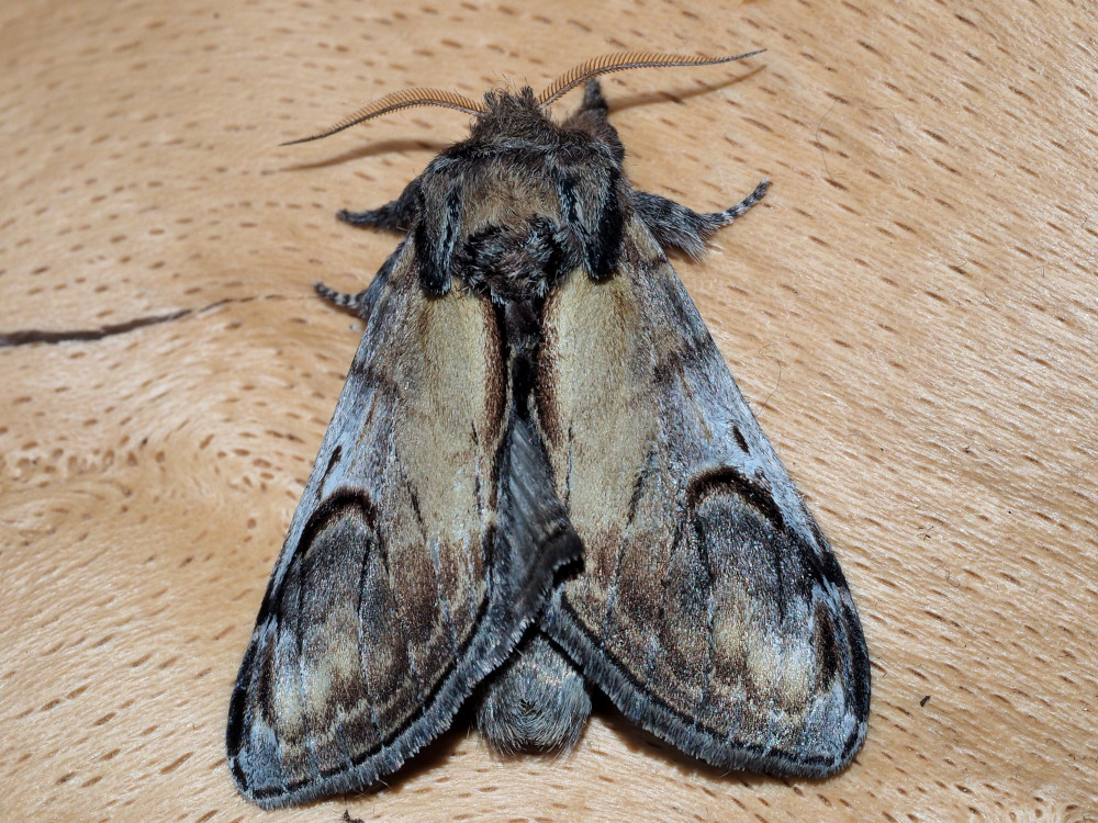 Bild Nr.08719 zum Vergrößern klicken Bild Nr.08719