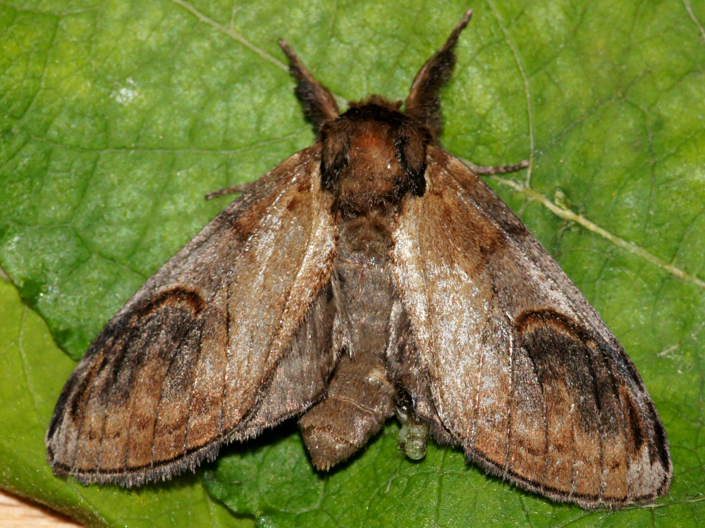 Bild Nr.08719 zum Vergrößern klicken Bild Nr.08719