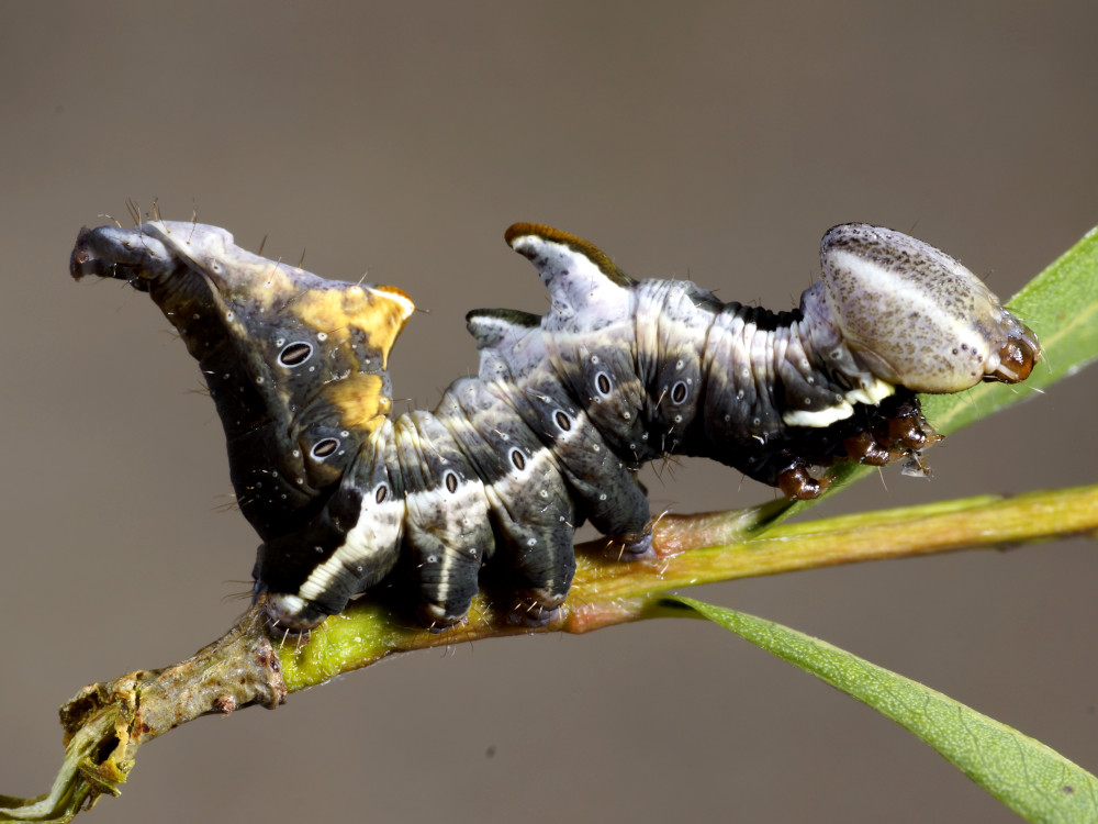 Bild Nr.08719 zum Vergrößern klicken Bild Nr.08719