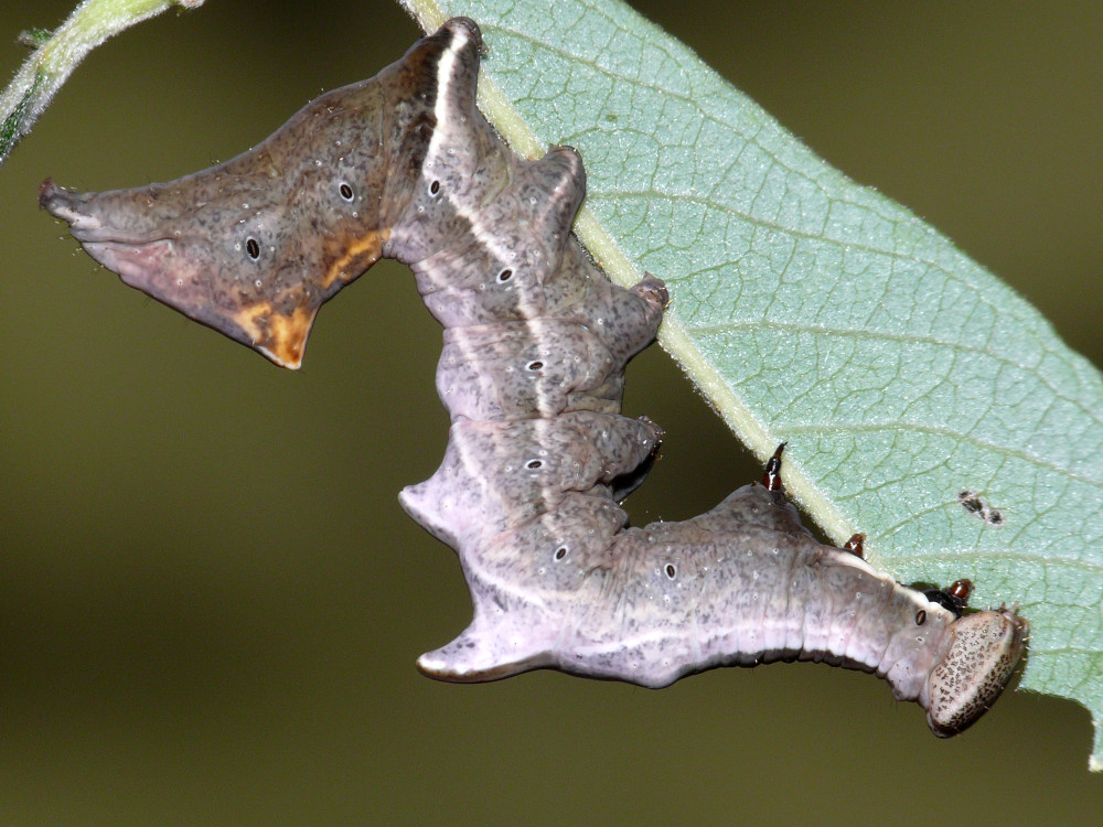 Bild Nr.08719 zum Vergrößern klicken Bild Nr.08719