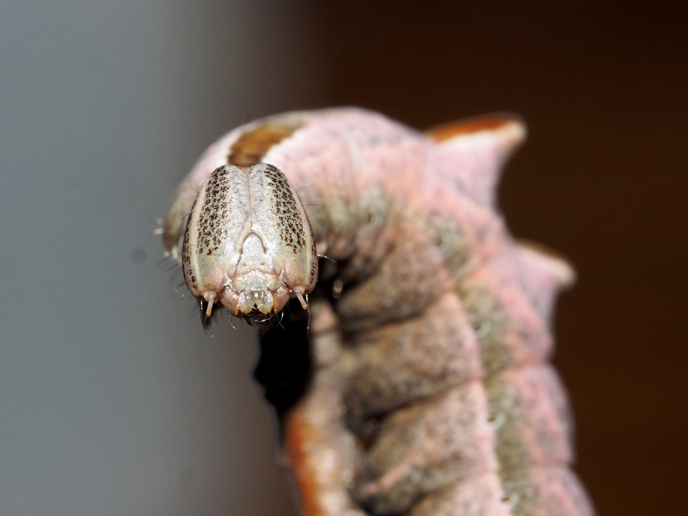 Bild Nr.08719 zum Vergrößern klicken Bild Nr.08719