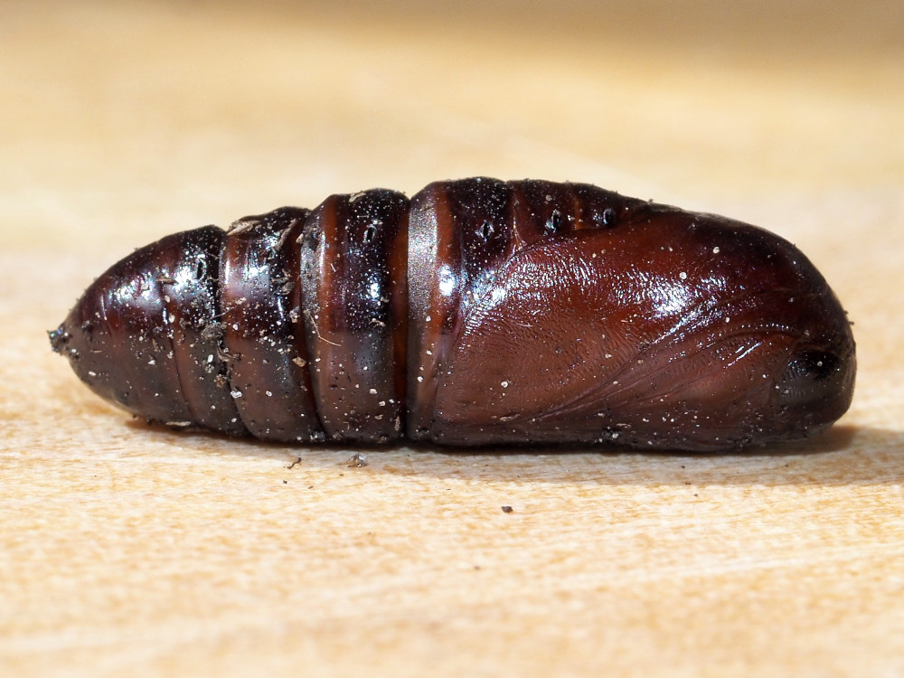 Bild Nr.08719 zum Vergrößern klicken Bild Nr.08719