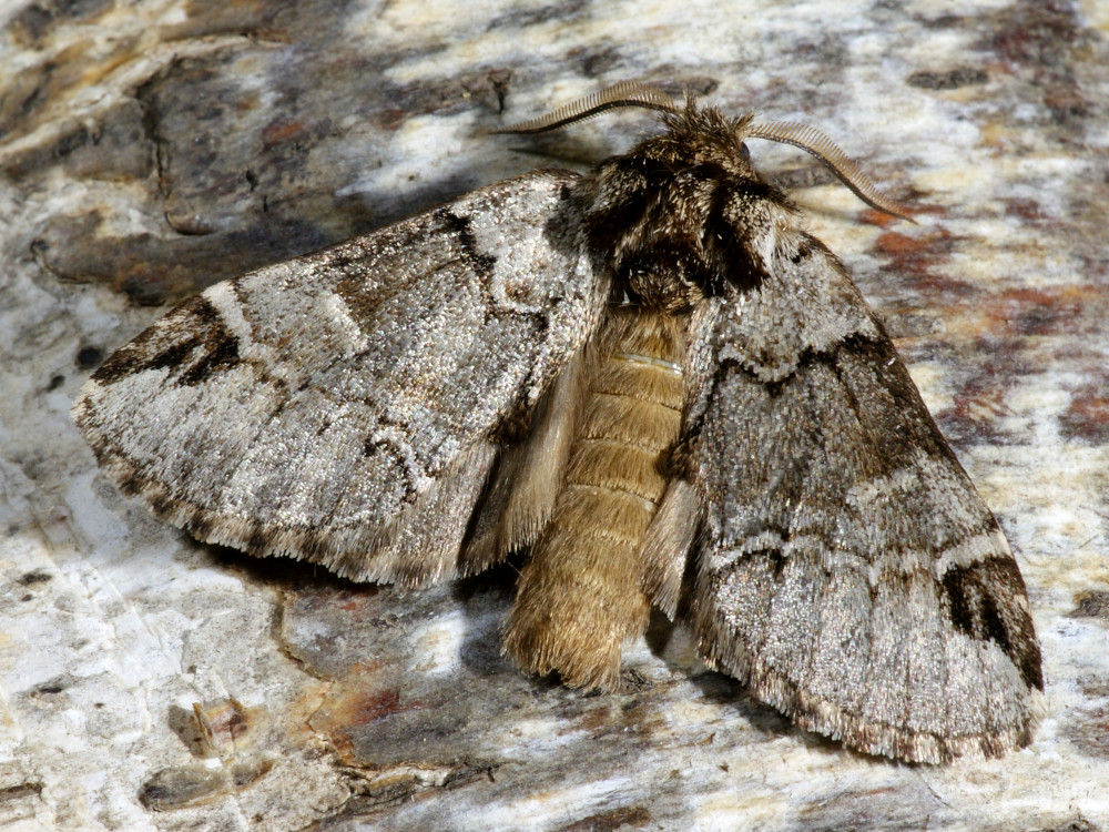 Bild Nr.08723 zum Vergrößern klicken Bild Nr.08723