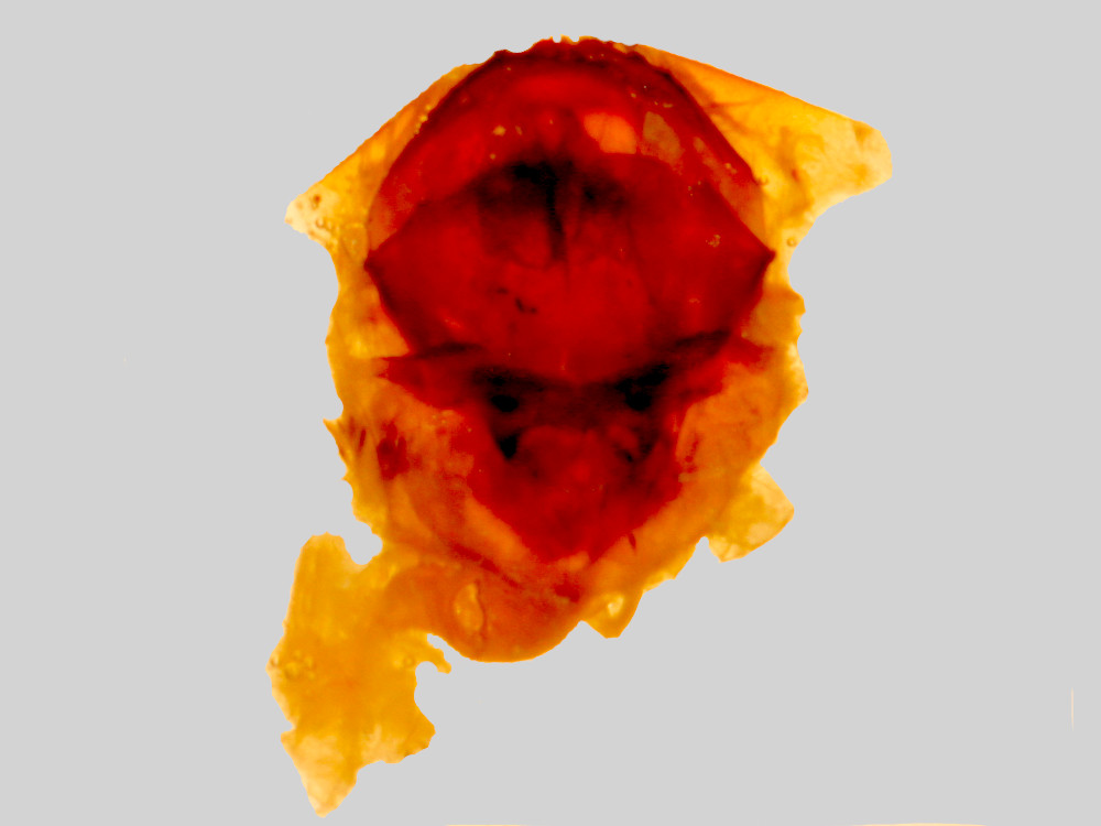 Bild Nr.08727 zum Vergrößern klicken Bild Nr.08727