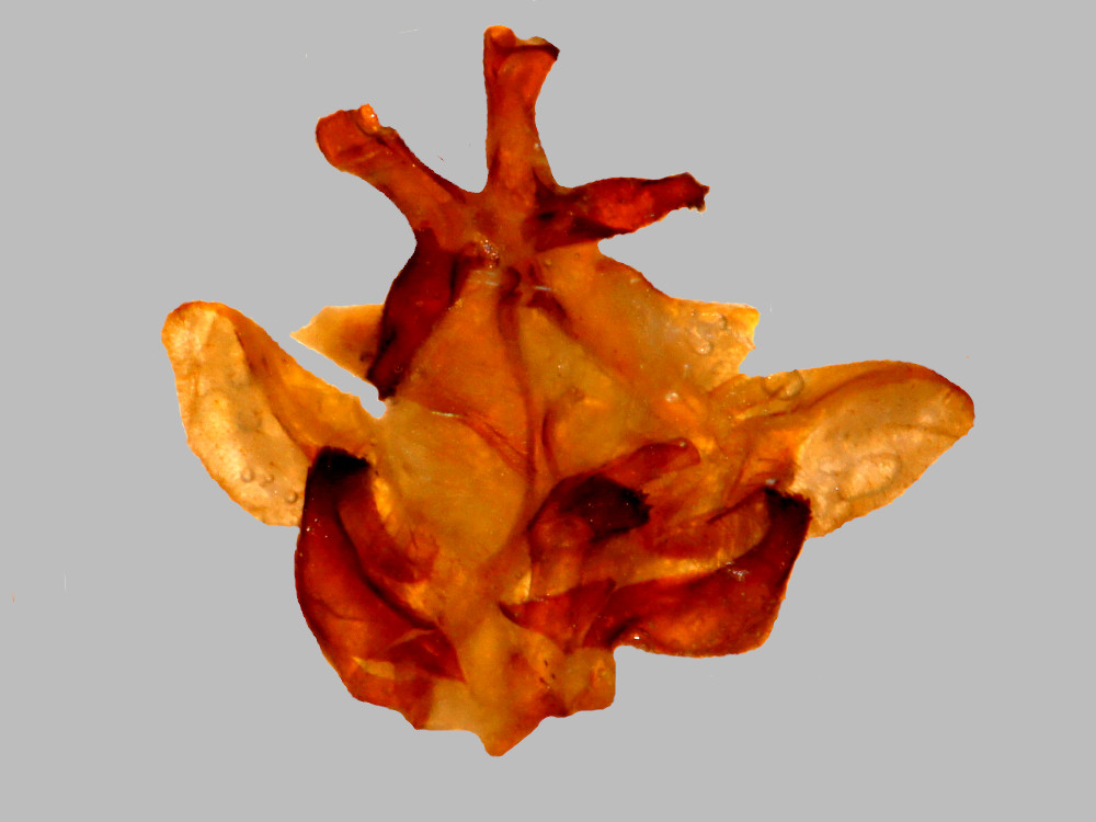 Bild Nr.08732 zum Vergrößern klicken Bild Nr.08732