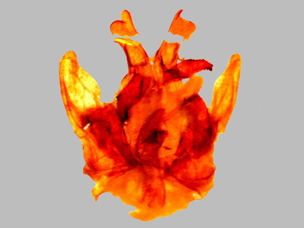 Bild Nr.08732 zum Vergrößern klicken Bild Nr.08732