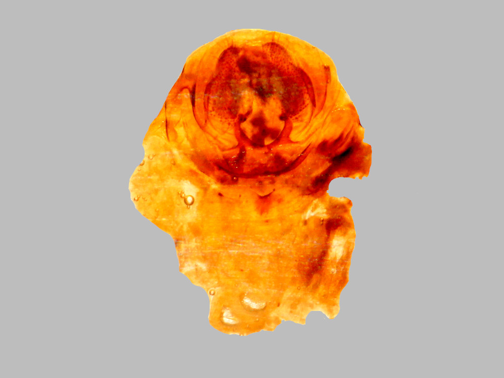 Bild Nr.08732 zum Vergrößern klicken Bild Nr.08732