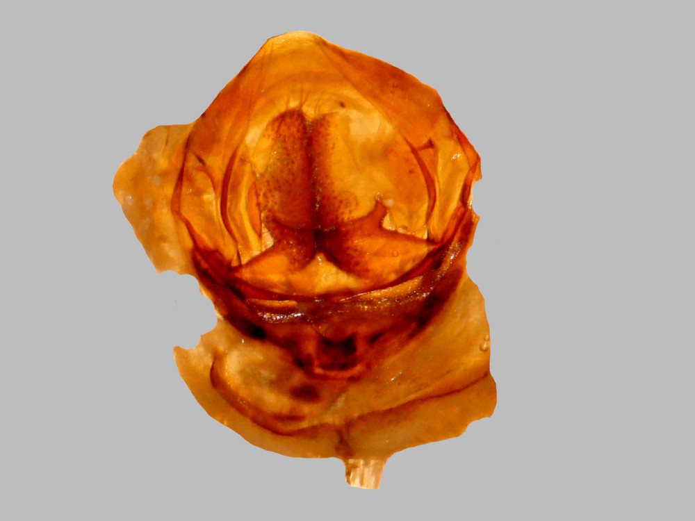 Bild Nr.08732 zum Vergrößern klicken Bild Nr.08732