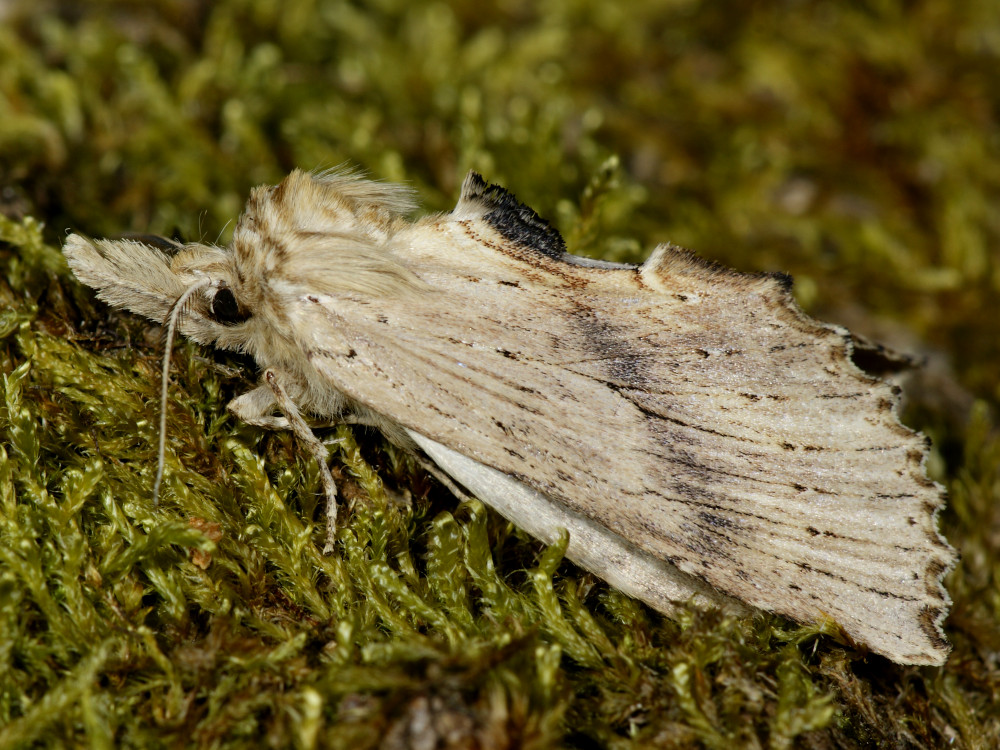 Bild Nr.08732 zum Vergrößern klicken Bild Nr.08732