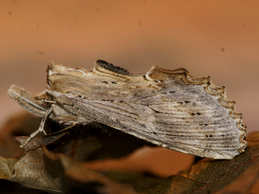 Bild Nr.08732 zum Vergrößern klicken Bild Nr.08732