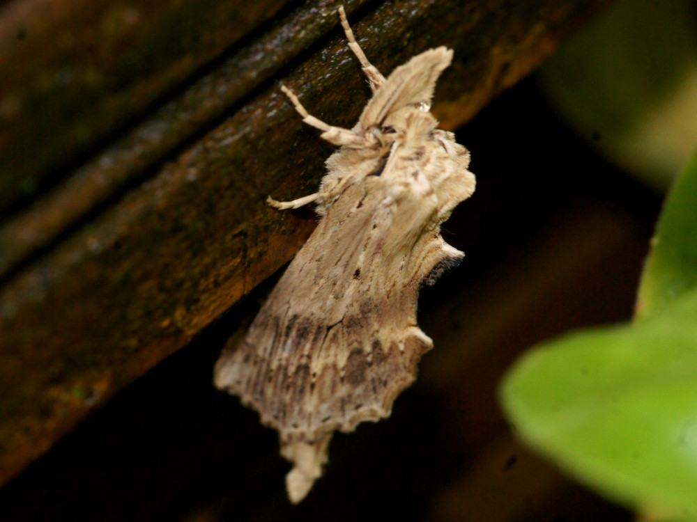 Bild Nr.08732 zum Vergrößern klicken Bild Nr.08732