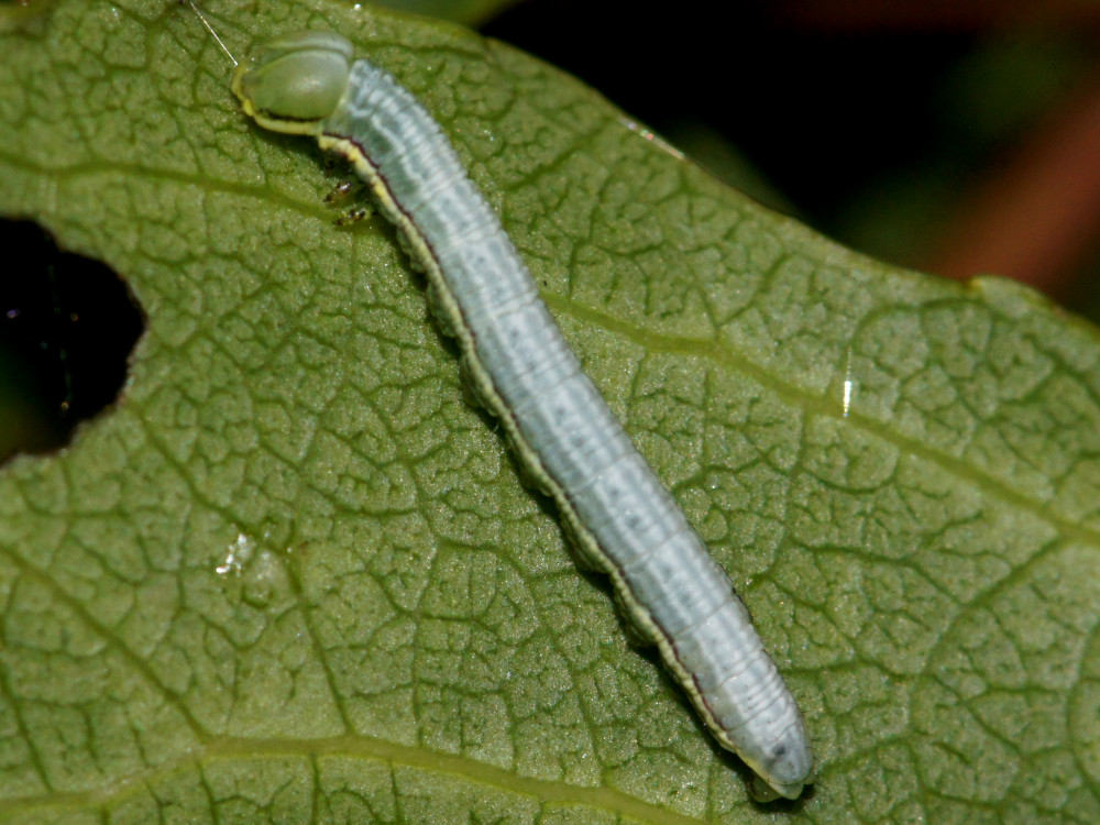 Bild Nr.08732 zum Vergrößern klicken Bild Nr.08732