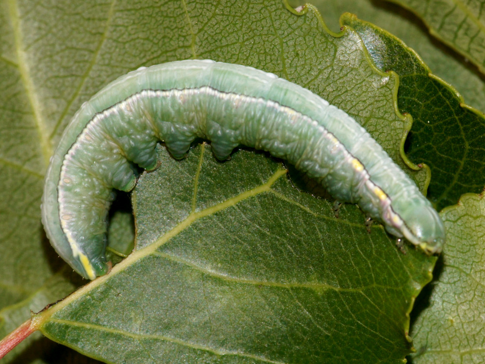 Bild Nr.08732 zum Vergrößern klicken Bild Nr.08732