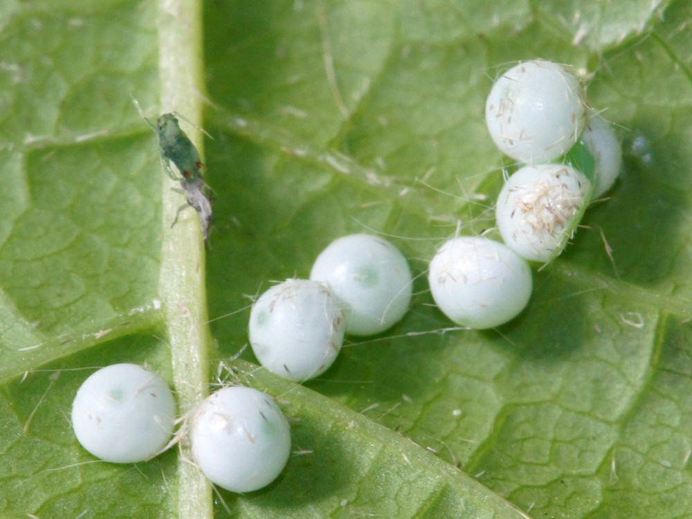 Bild Nr.08732 zum Vergrößern klicken Bild Nr.08732