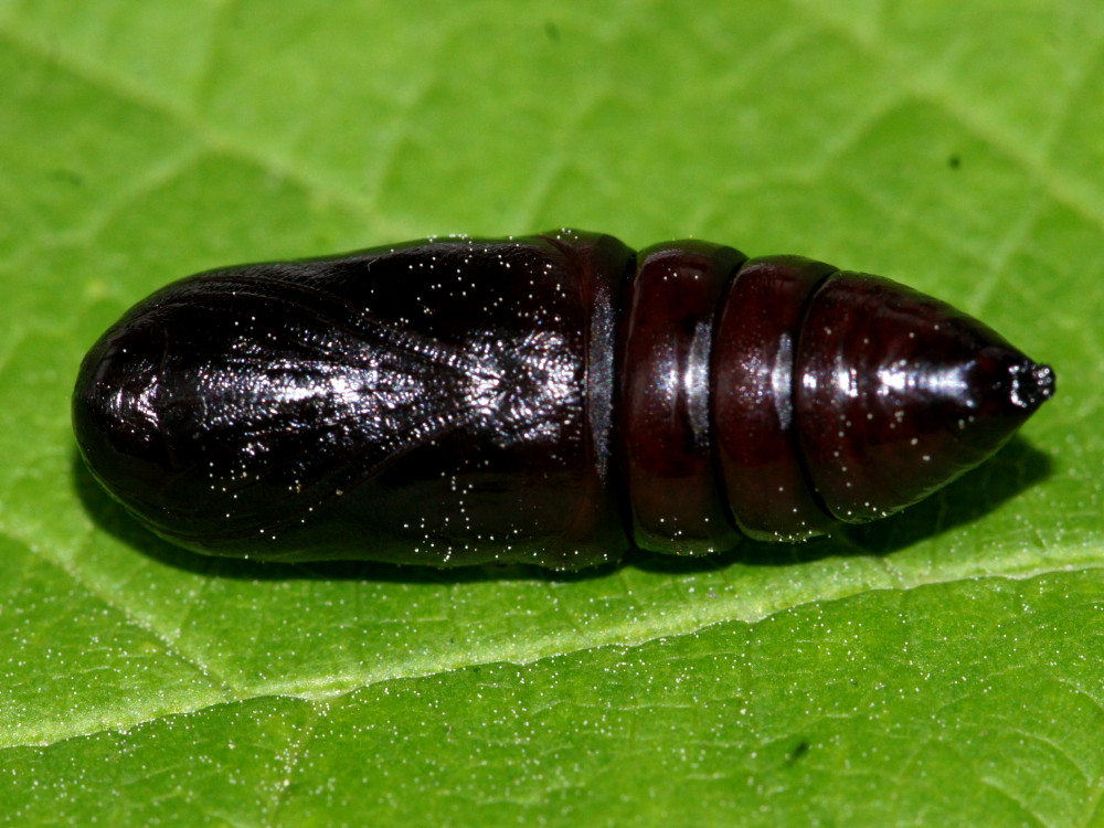 Bild Nr.08732 zum Vergrößern klicken Bild Nr.08732