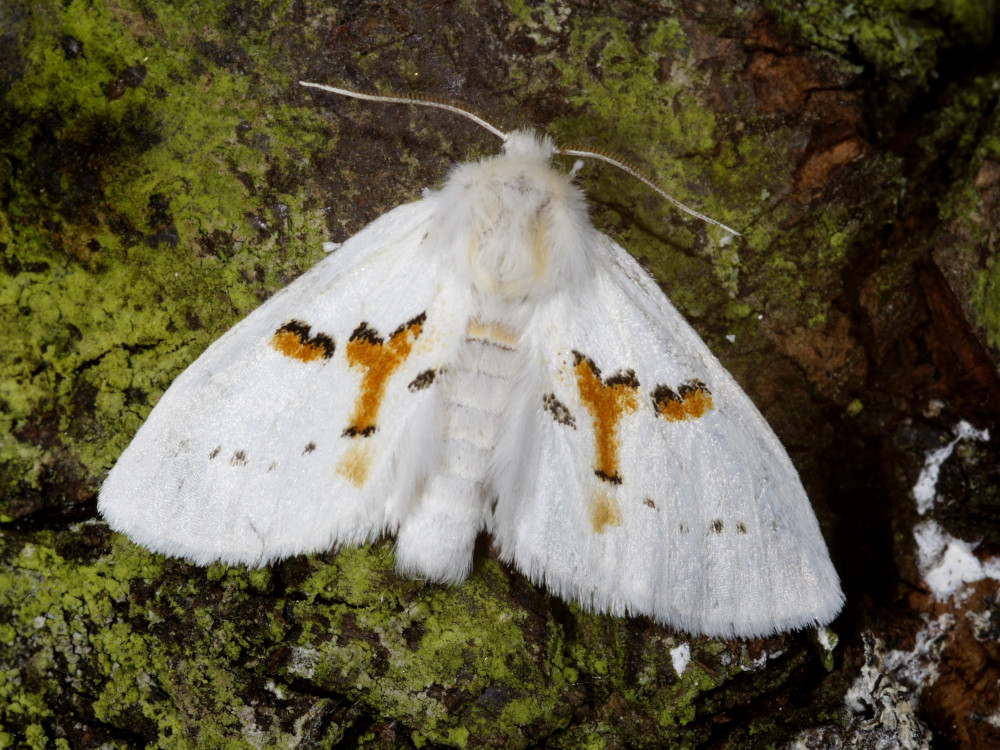 Bild Nr.08736 zum Vergrößern klicken Bild Nr.08736