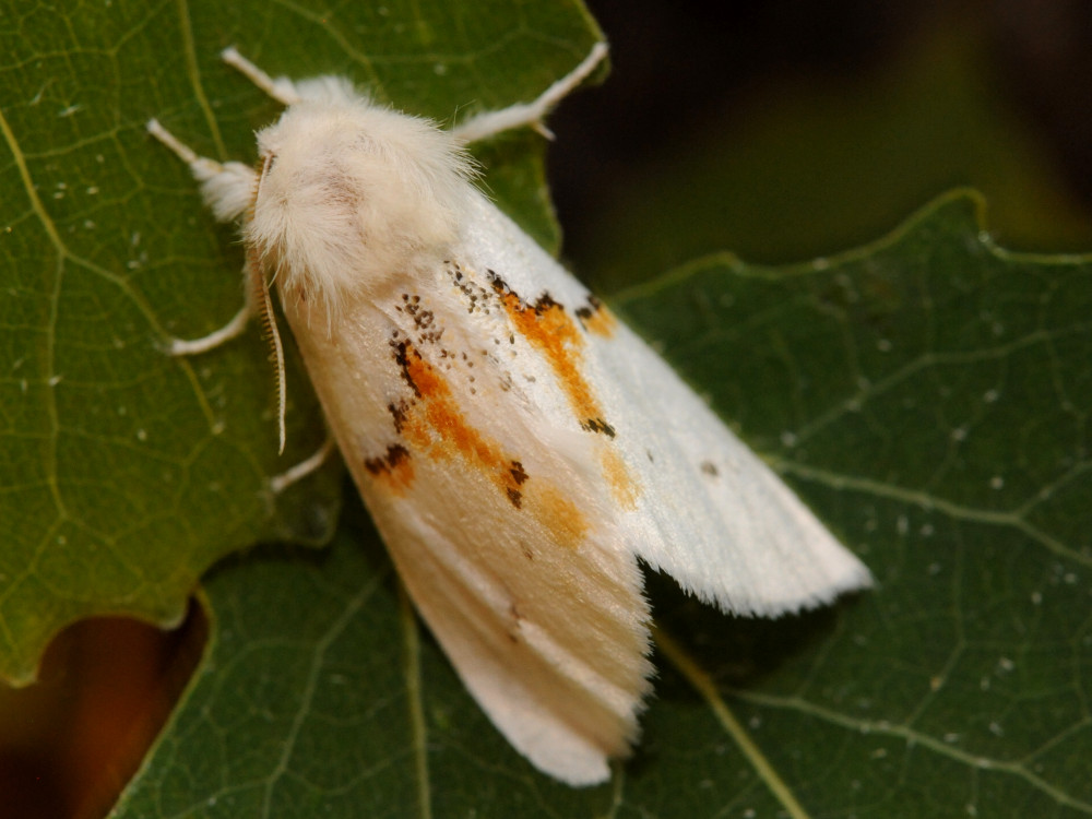 Bild Nr.08736 zum Vergrößern klicken Bild Nr.08736