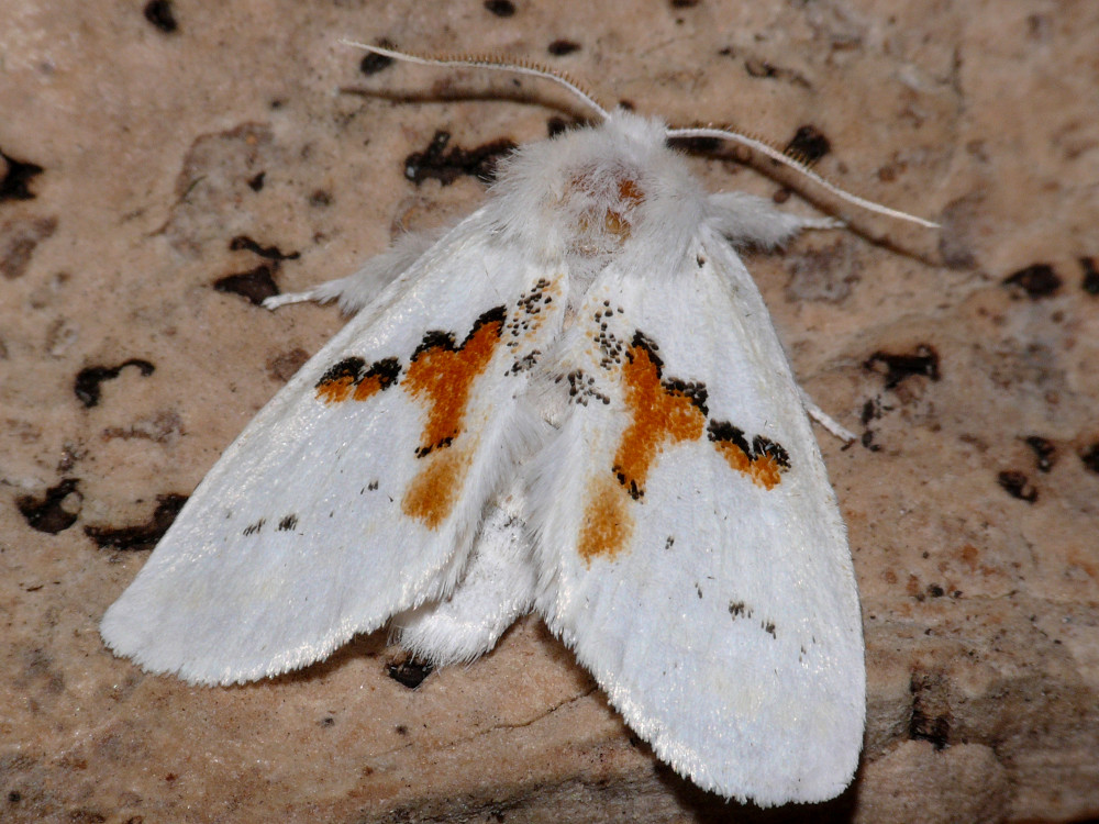 Bild Nr.08736 zum Vergrößern klicken Bild Nr.08736