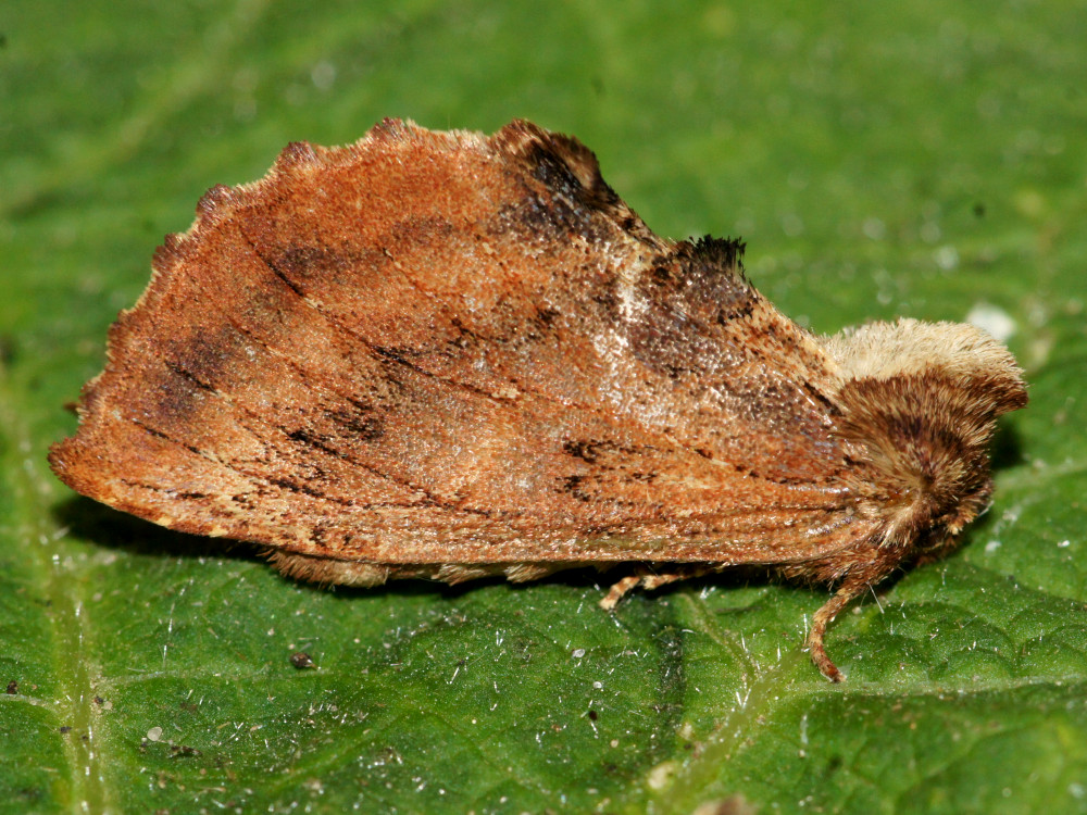 Bild Nr.08738 zum Vergrößern klicken Bild Nr.08738