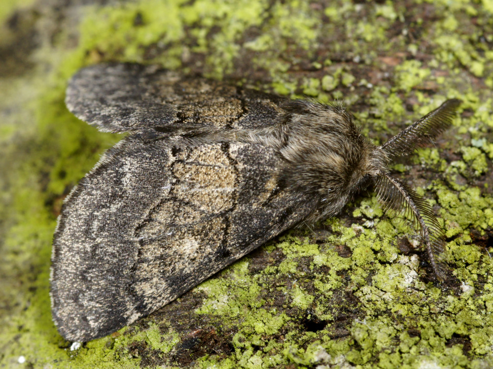 Bild Nr.08747 zum Vergrößern klicken Bild Nr.08747