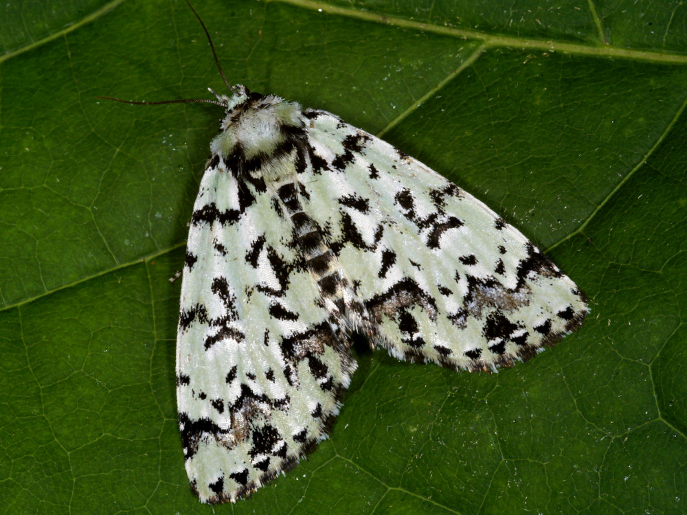 Bild Nr.08772 zum Vergrößern klicken Bild Nr.08772