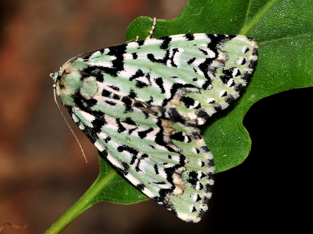 Bild Nr.08772 zum Vergrößern klicken Bild Nr.08772