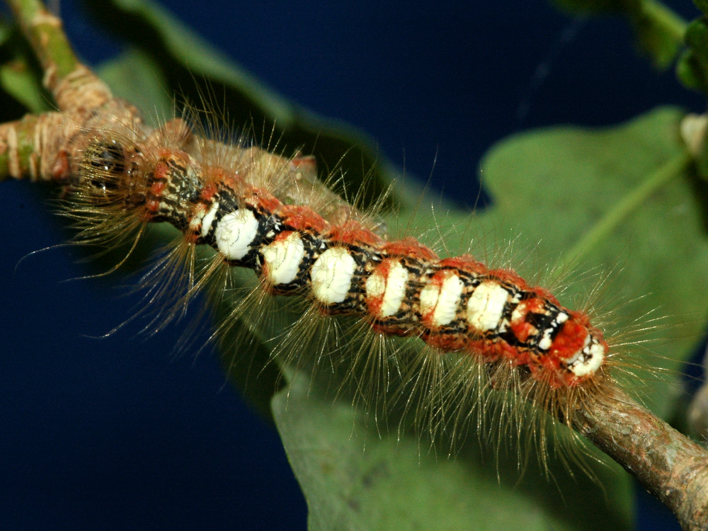 Bild Nr.08772 zum Vergrößern klicken Bild Nr.08772