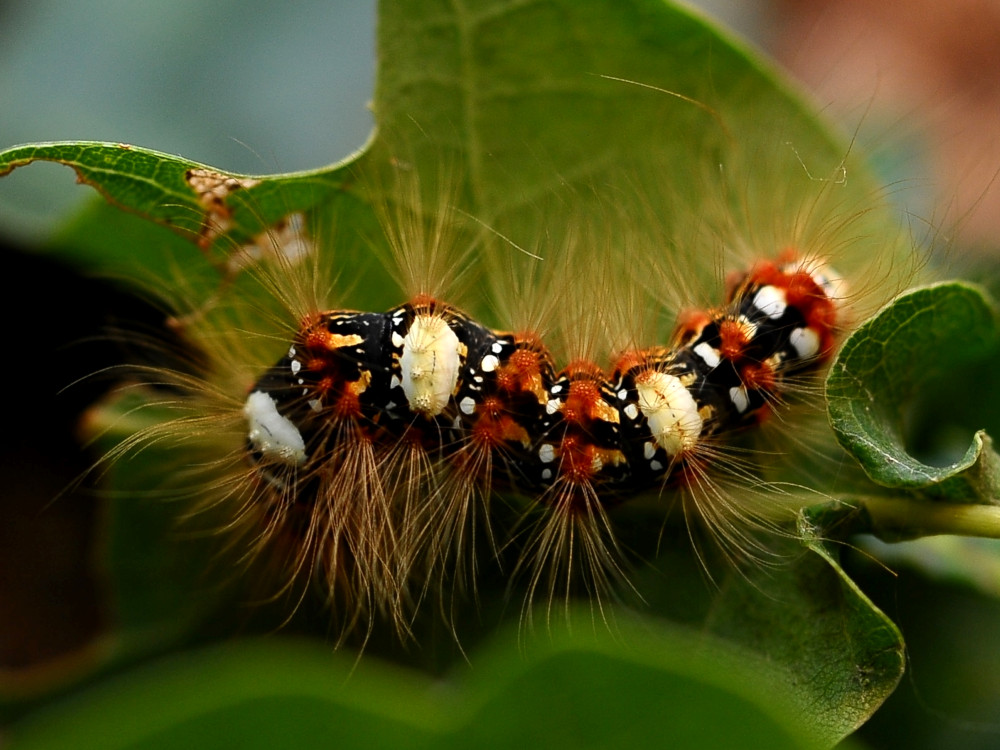 Bild Nr.08772 zum Vergrößern klicken Bild Nr.08772