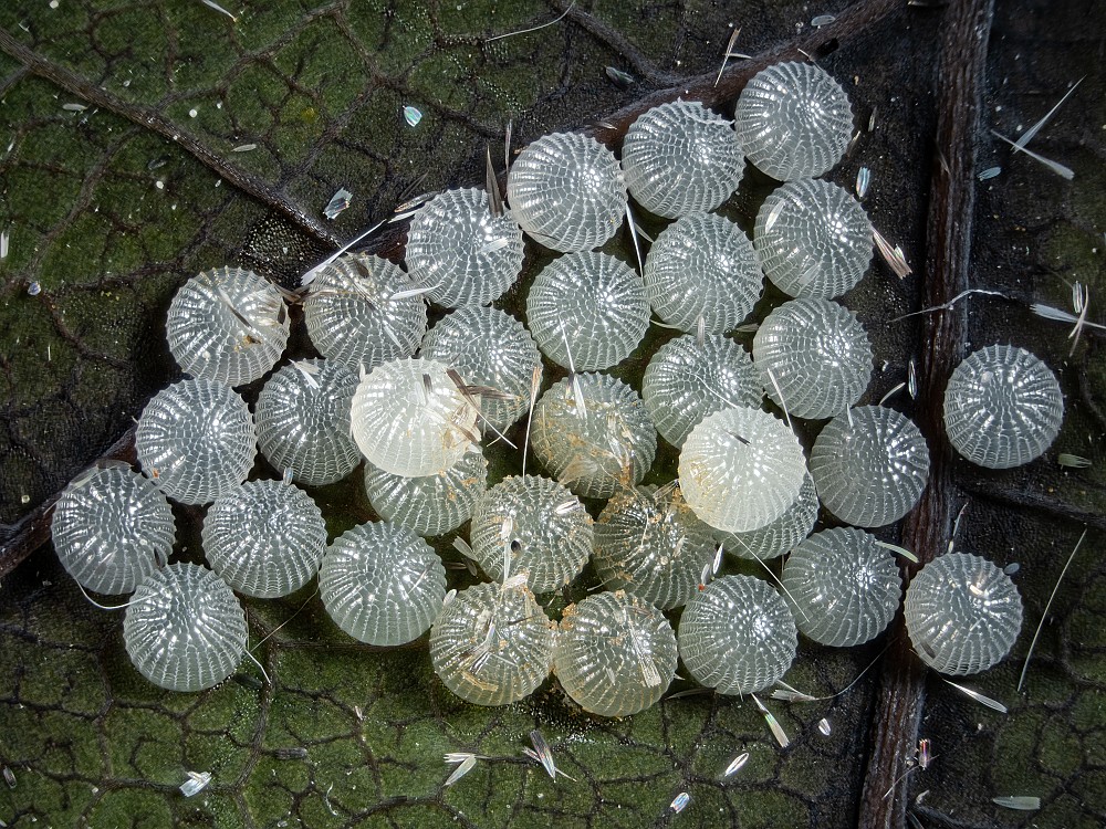 Bild Nr.08772 zum Vergrößern klicken Bild Nr.08772