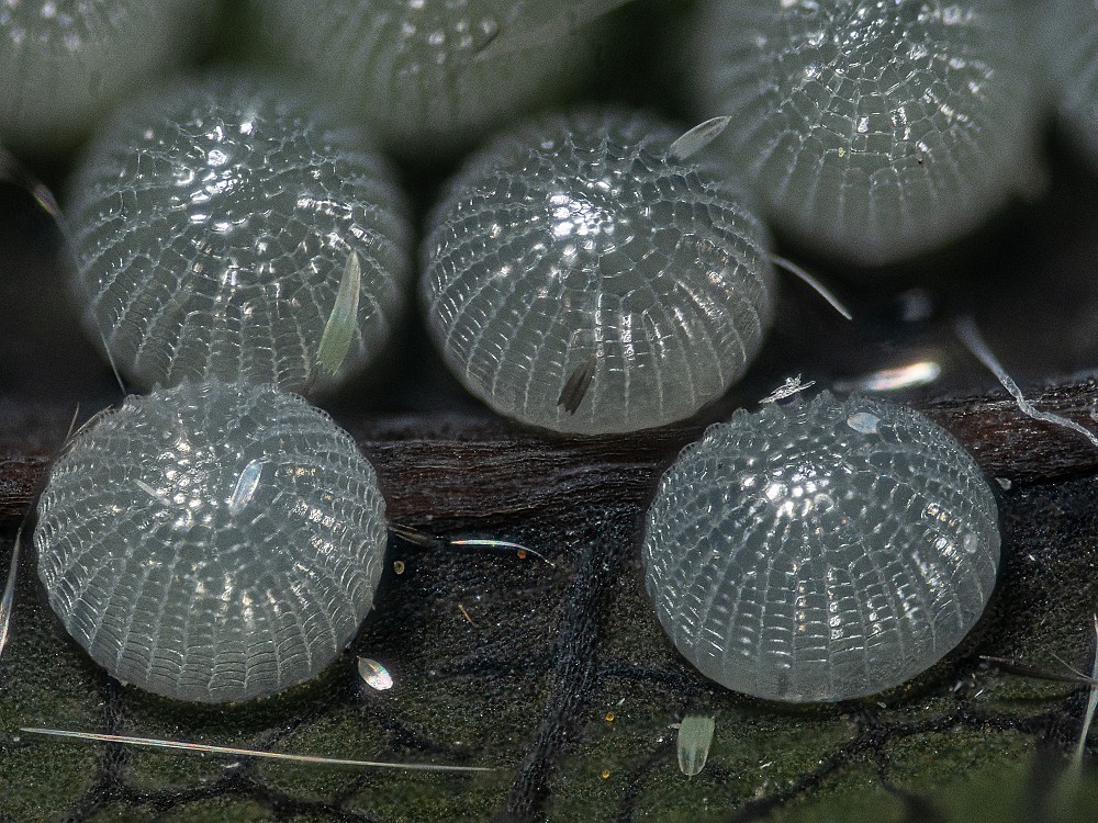 Bild Nr.08772 zum Vergrößern klicken Bild Nr.08772