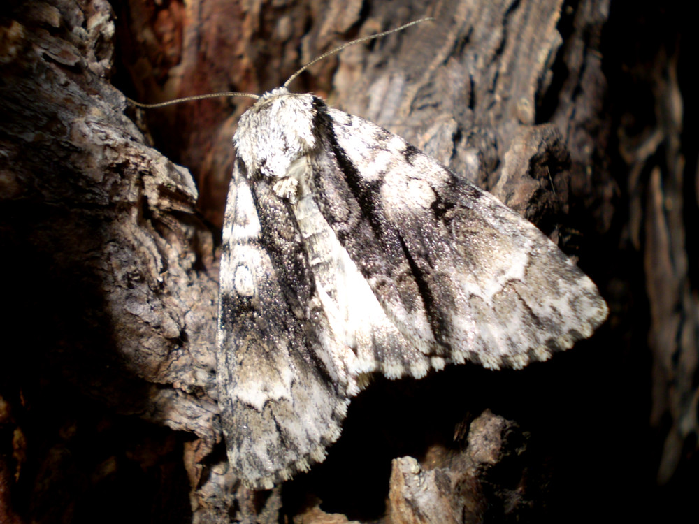 Bild Nr.08774 zum Vergrößern klicken Bild Nr.08774