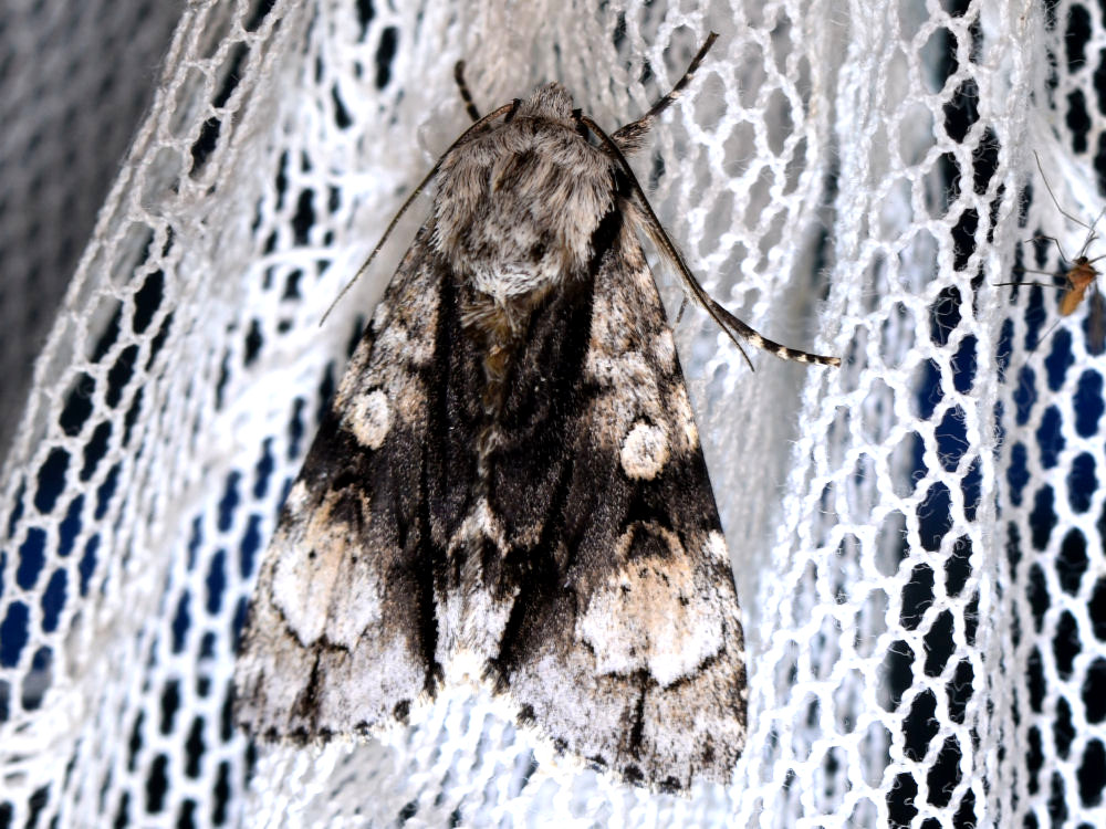 Bild Nr.08774 zum Vergrößern klicken Bild Nr.08774