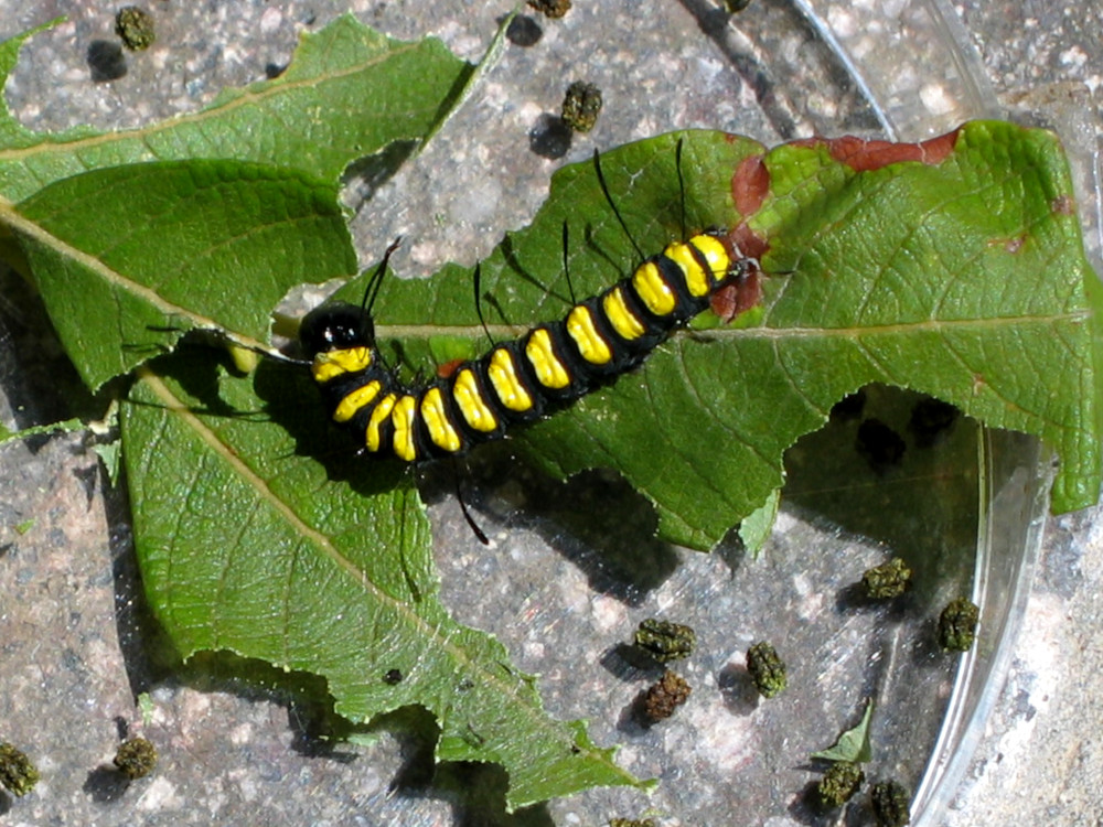 Bild Nr.08774 zum Vergrößern klicken Bild Nr.08774