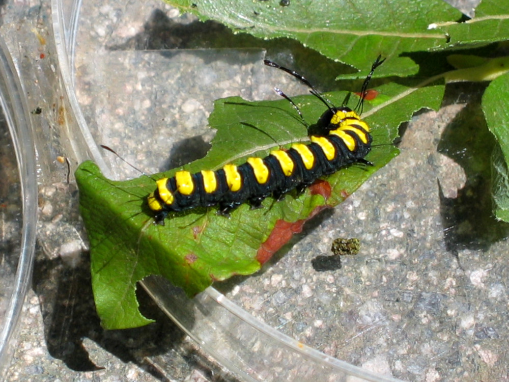 Bild Nr.08774 zum Vergrößern klicken Bild Nr.08774