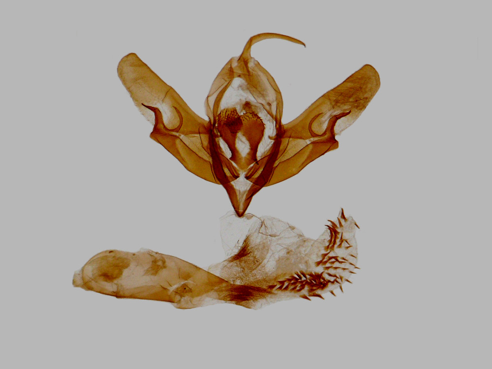 Bild Nr.08777 zum Vergrößern klicken Bild Nr.08777