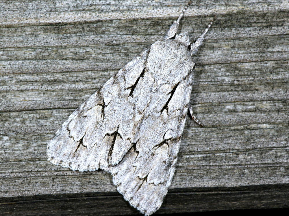 Bild Nr.08777 zum Vergrößern klicken Bild Nr.08777