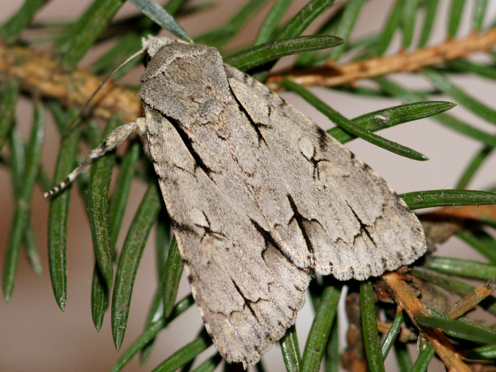 Bild Nr.08777 zum Vergrößern klicken Bild Nr.08777