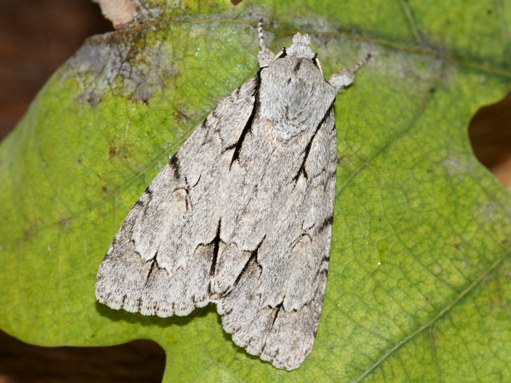 Bild Nr.08777 zum Vergrößern klicken Bild Nr.08777