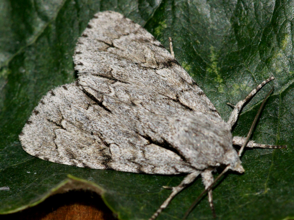 Bild Nr.08777 zum Vergrößern klicken Bild Nr.08777