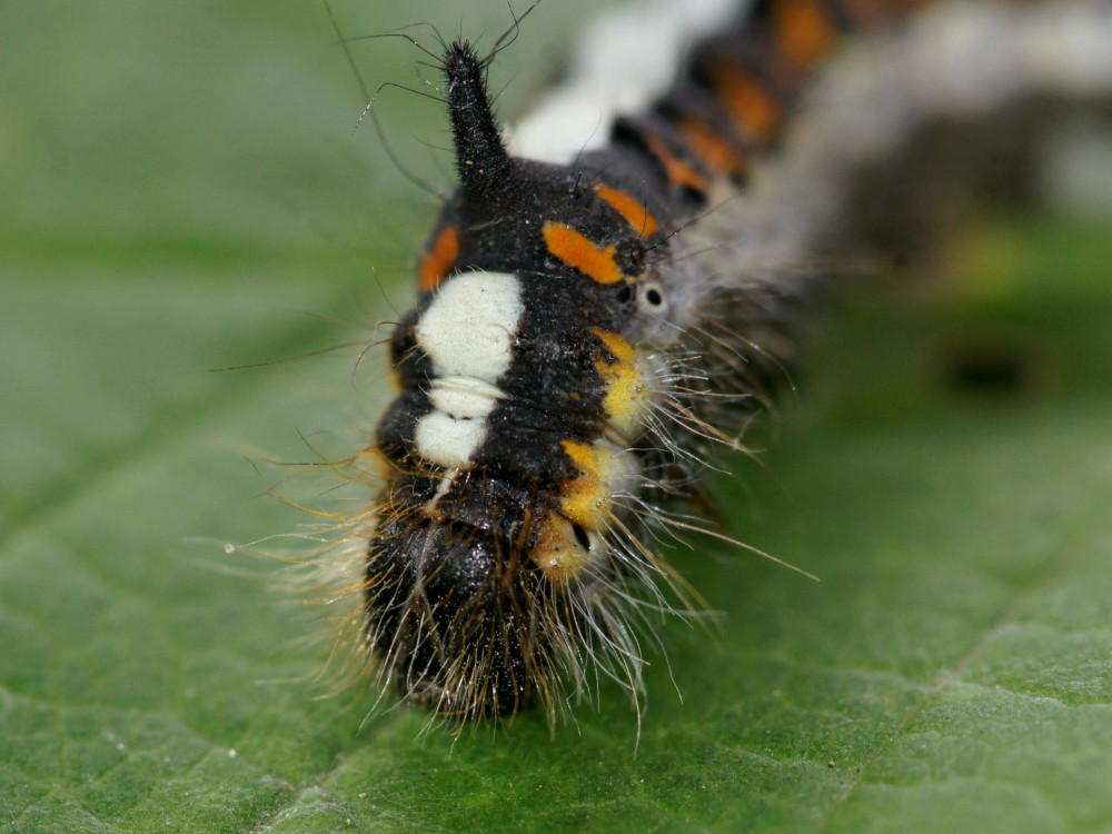 Bild Nr.08777 zum Vergrößern klicken Bild Nr.08777